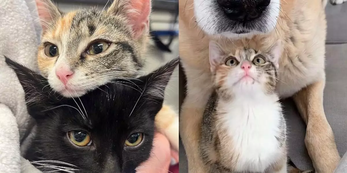 The Remarkable Bond: How a Dog Helped Kittens Flourish in Foster Care