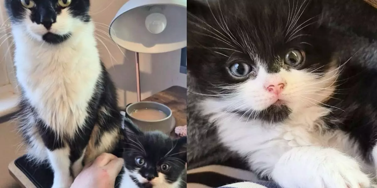 The Heartwarming Journey of Ruby and Her Kittens: A New Beginning