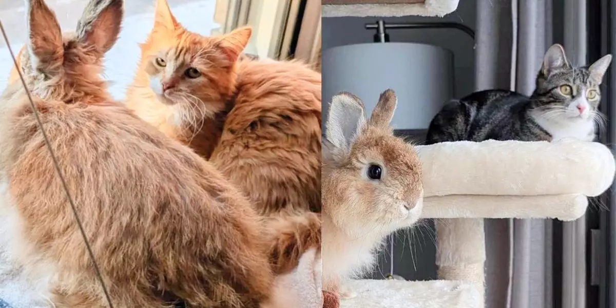 The Unlikely Bond: A Bunny’s Journey from Abandonment to Friendship