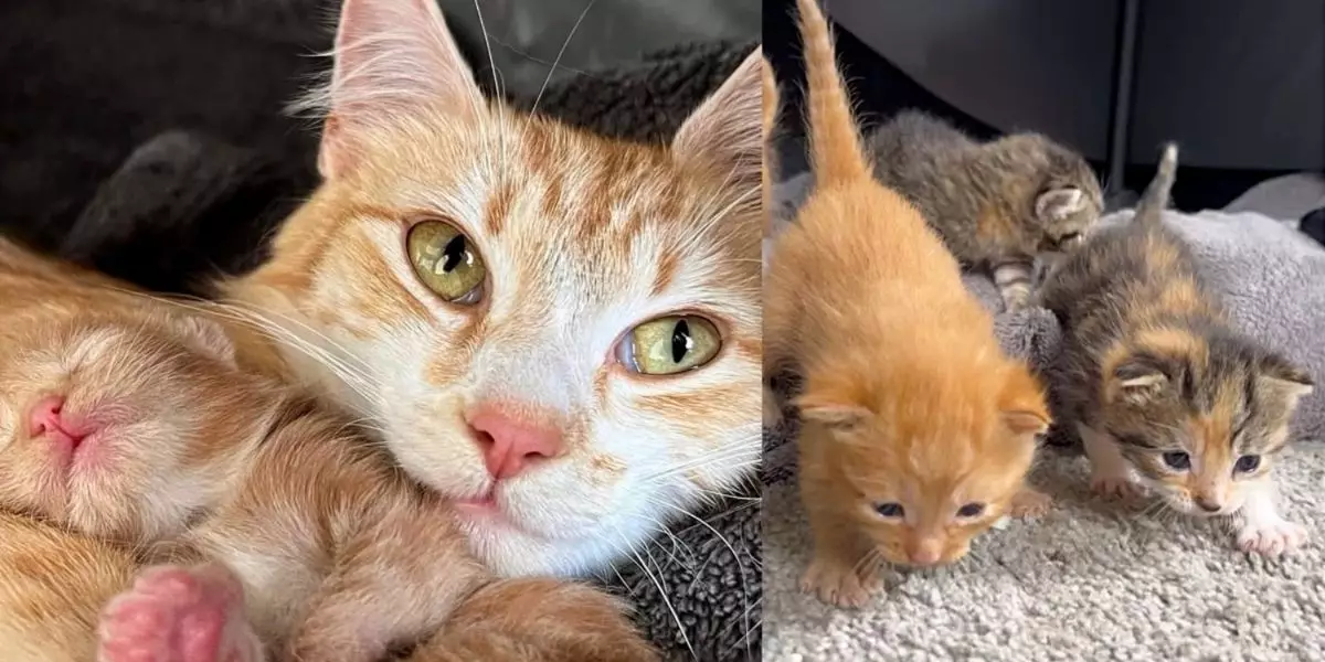 The Transformative Journey of Lin: A Rescued Cat’s Story