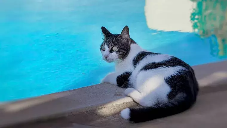 Essential Safety Tips to Protect Your Feline Friend Around the Pool