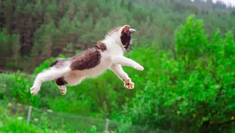 Cats Gone Wild: The Hilariously Clumsy Chronicles of Our Feline Friends