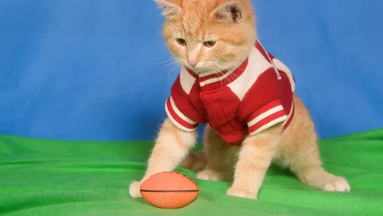 Protect Your Feline Friend: Essential Super Bowl Safety Tips