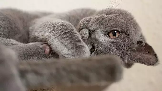 The Charm of Quiet Cats: Understanding Their Appeal and How to Nurture Tranquility