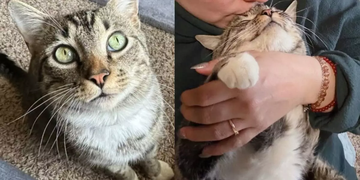 Heartwarming Transformation: The Journey of Lulu the Lovable Stray