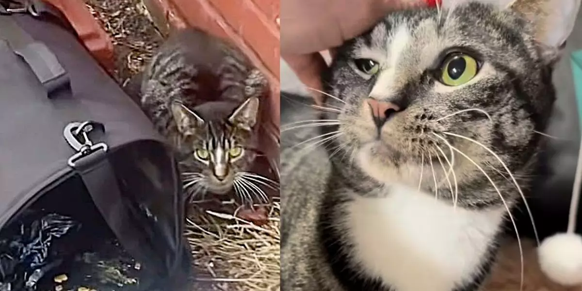 Heartwarming Transformation: Lincoln’s Journey from Abandonment to Adoration