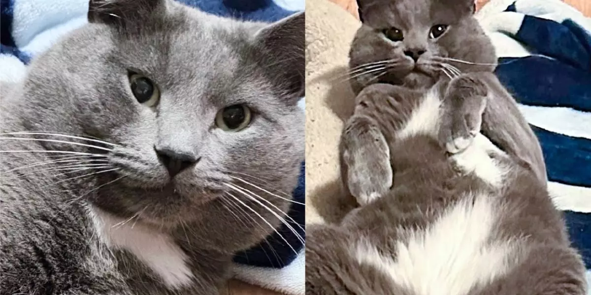 Noodle’s Journey: A Heartwarming Transformation from Street Fear to Feline Fame