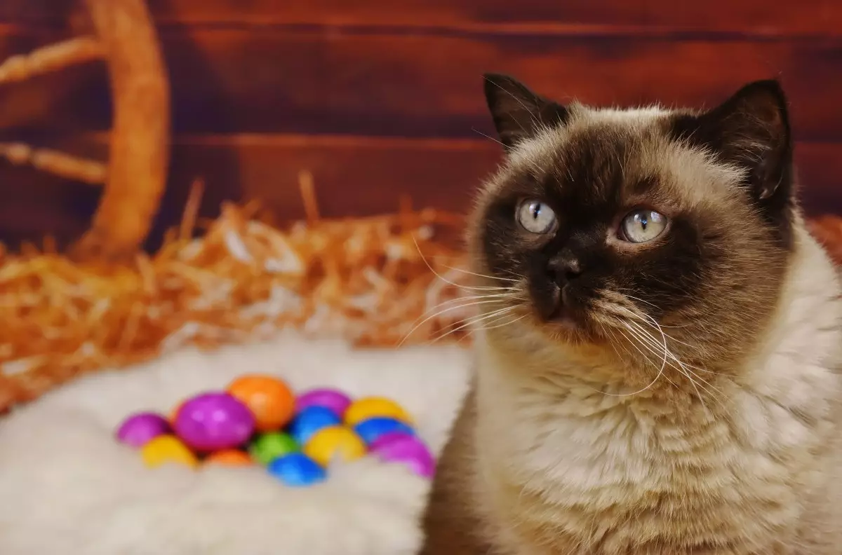 Protect Your Pets: The Hidden Dangers of Chocolate This Easter