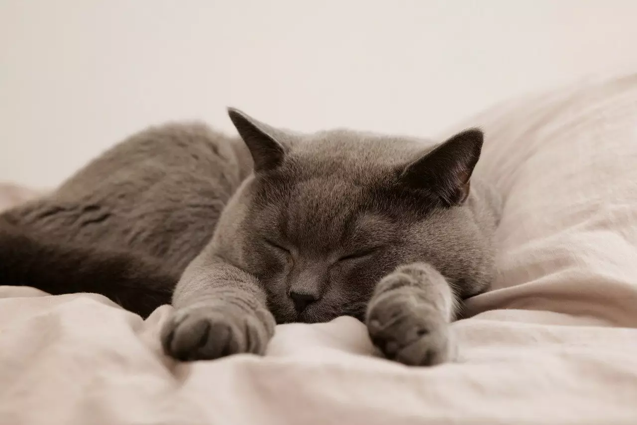 The Joyful Dilemma of Co-Sleeping with Cats: Balancing Comfort with Hygiene