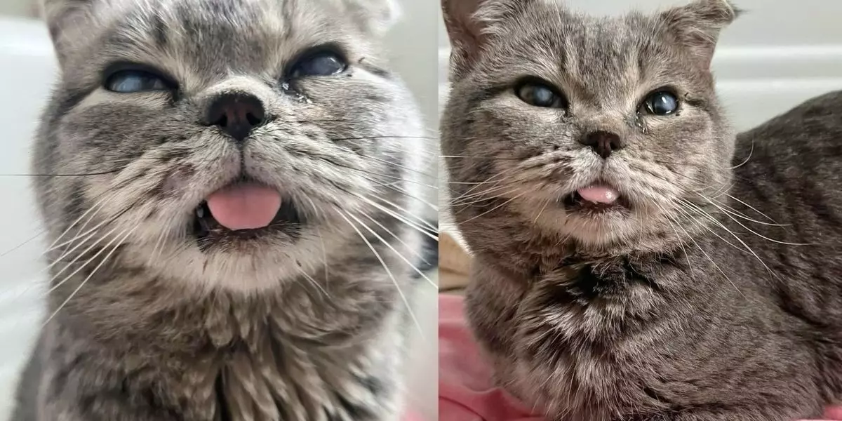 Transforming Lives: The Heartwarming Journey of Steve the Cat