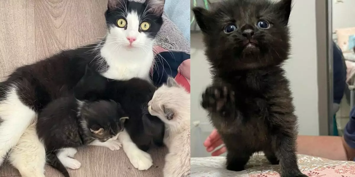 Empowering Change: The Inspiring Journey of Selkie and Her Kittens