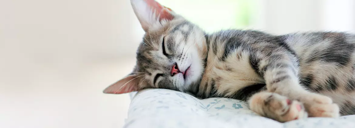 The Power of Awareness: Caring for Our Pets’ Hearing Health