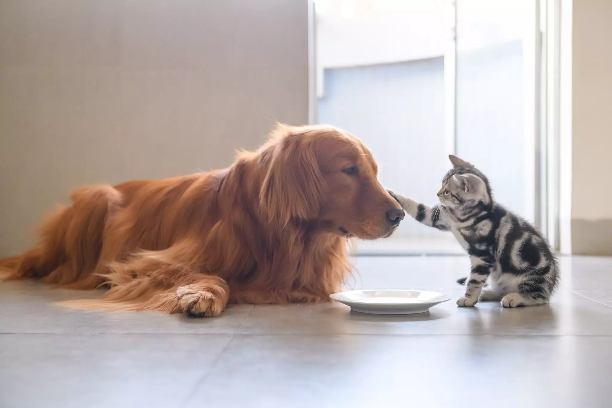 Unleashing Joy: The Transformative Power of Pets in Our Lives