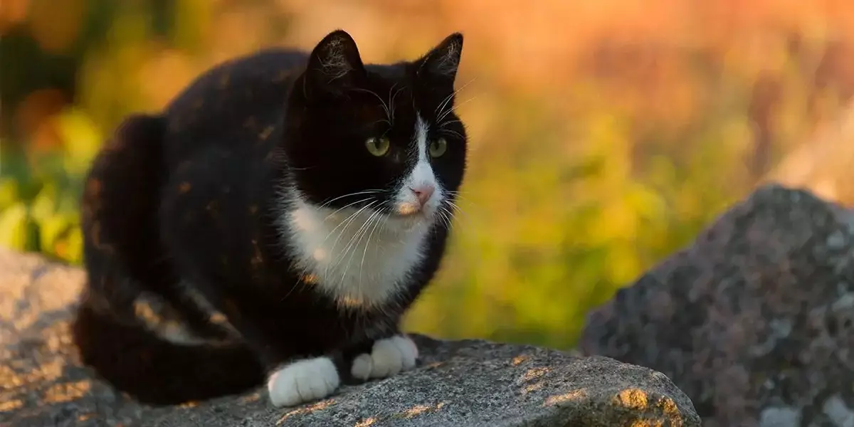 Unlocking the Secret to Safe Cats: The Power of Microchipping