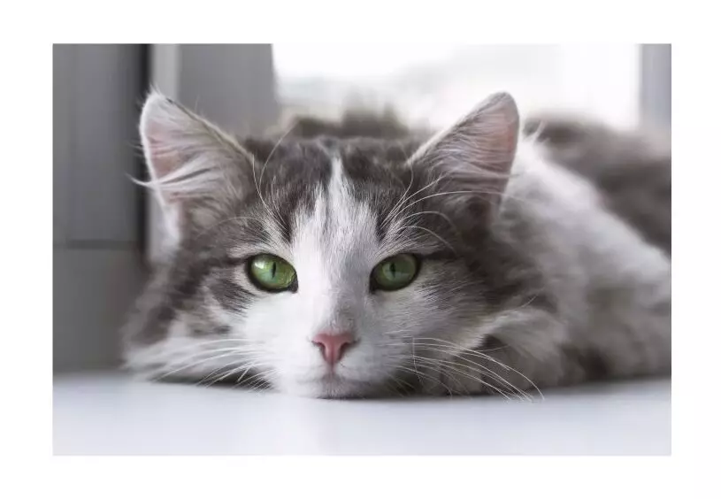 Brightening the Chill: Keeping Your Pets Happy and Healthy in Winter