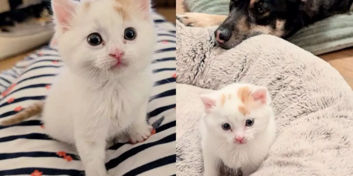 The Heartwarming Journey of Pesto: A Kitten’s Adventure into Love and Family