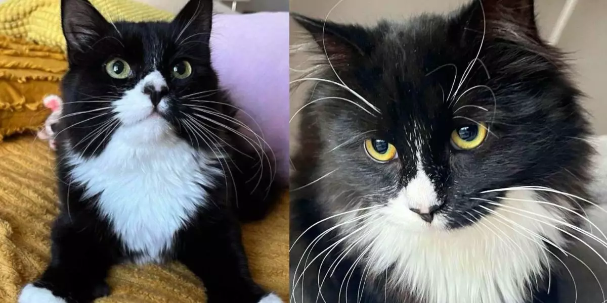 The Remarkable Transformation of Hanya: A Journey from Fear to Friendship