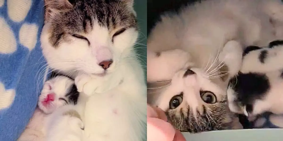 Transformative Rescue: Minah’s Heartwarming Journey from Stray to Maternal Bliss