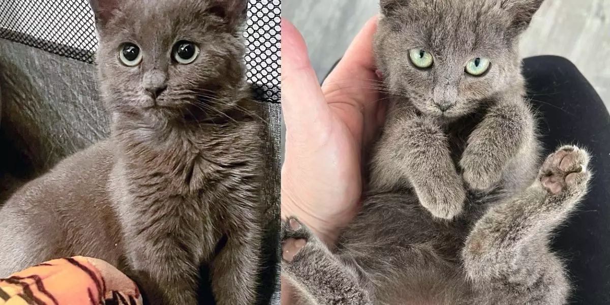 Transforming Fear into Love: The Heartwarming Journey of Hazel the Kitten