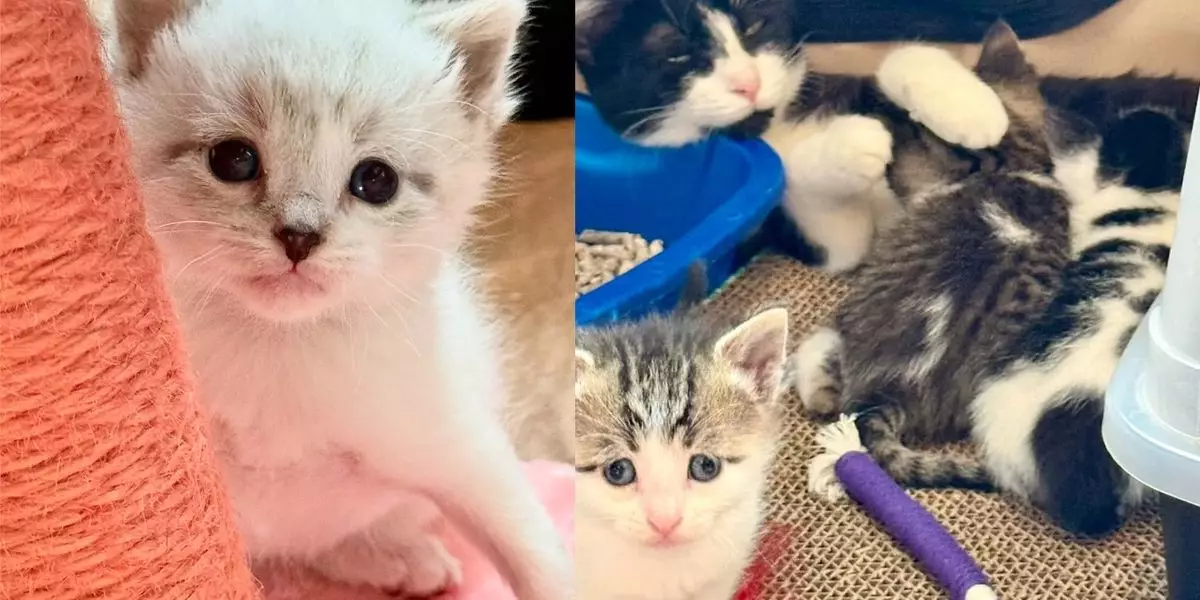 A Heartwarming Journey: From Timid Beginnings to Joyful Homes