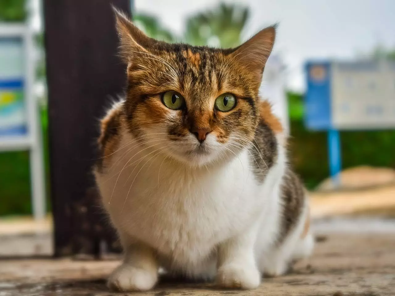 Compassion in Action: The Ultimate Guide to Helping Stray Animals