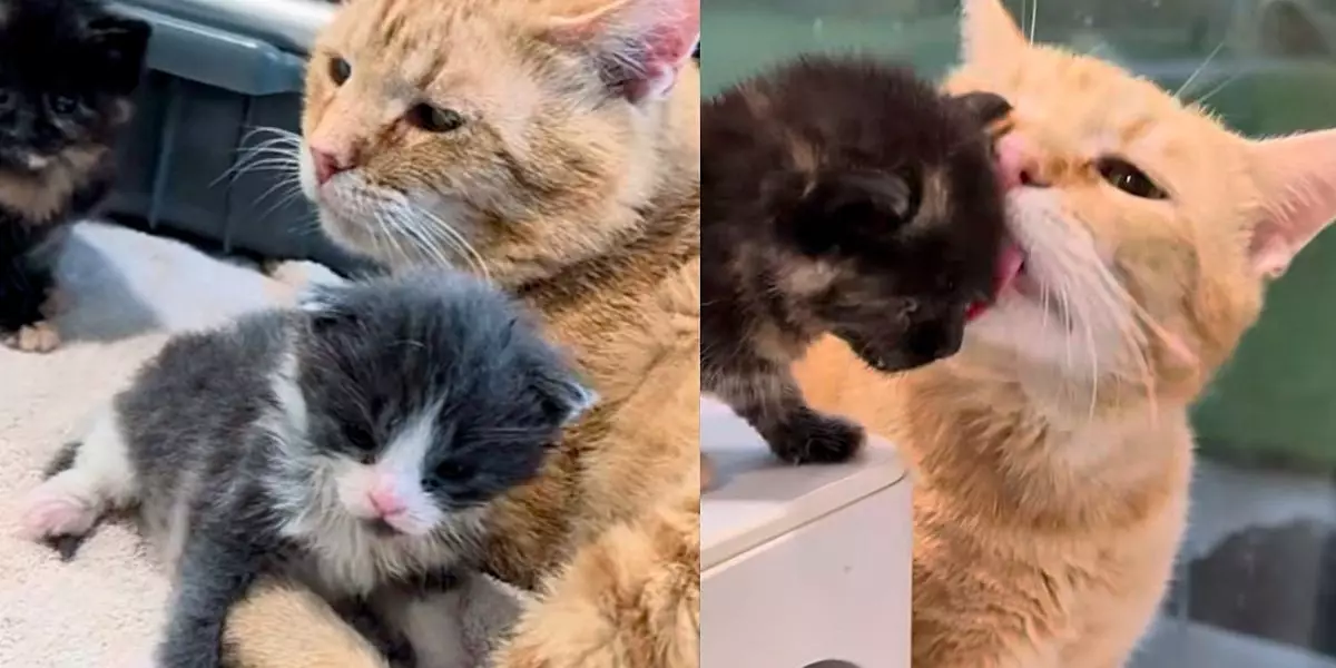 Heartwarming Transformation: Dakota the Cat Becomes a Caring Foster Dad