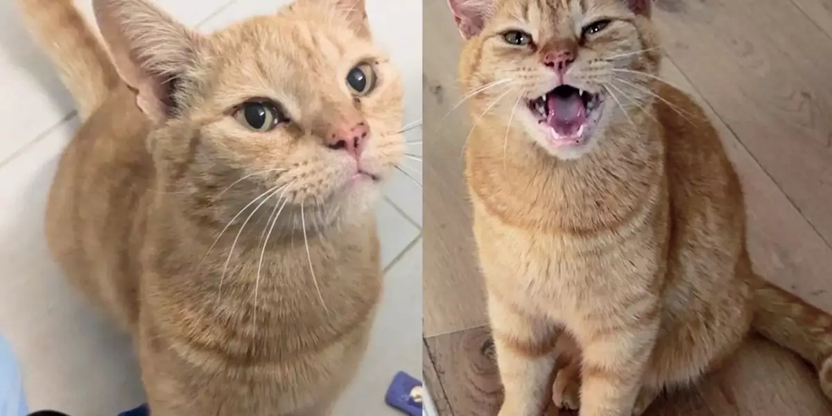 A Heartwarming Tale: How a Stray Cat Named Fish Stick Found His Forever Home