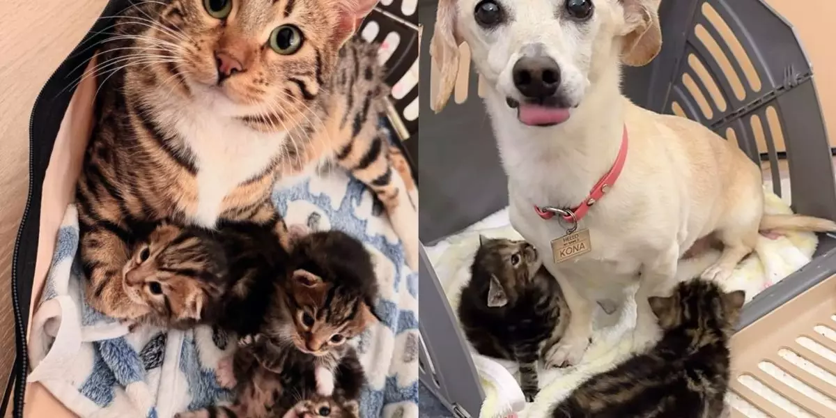 The Heartwarming Tale of Goldie: A Cat, her Kittens, and a Canine Guardian