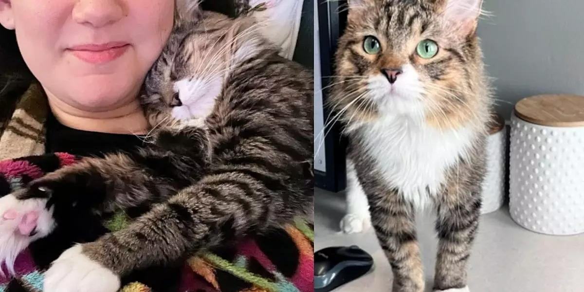 A Heartfelt Transformation: The Inspiring Journey of Tybalt the Cat