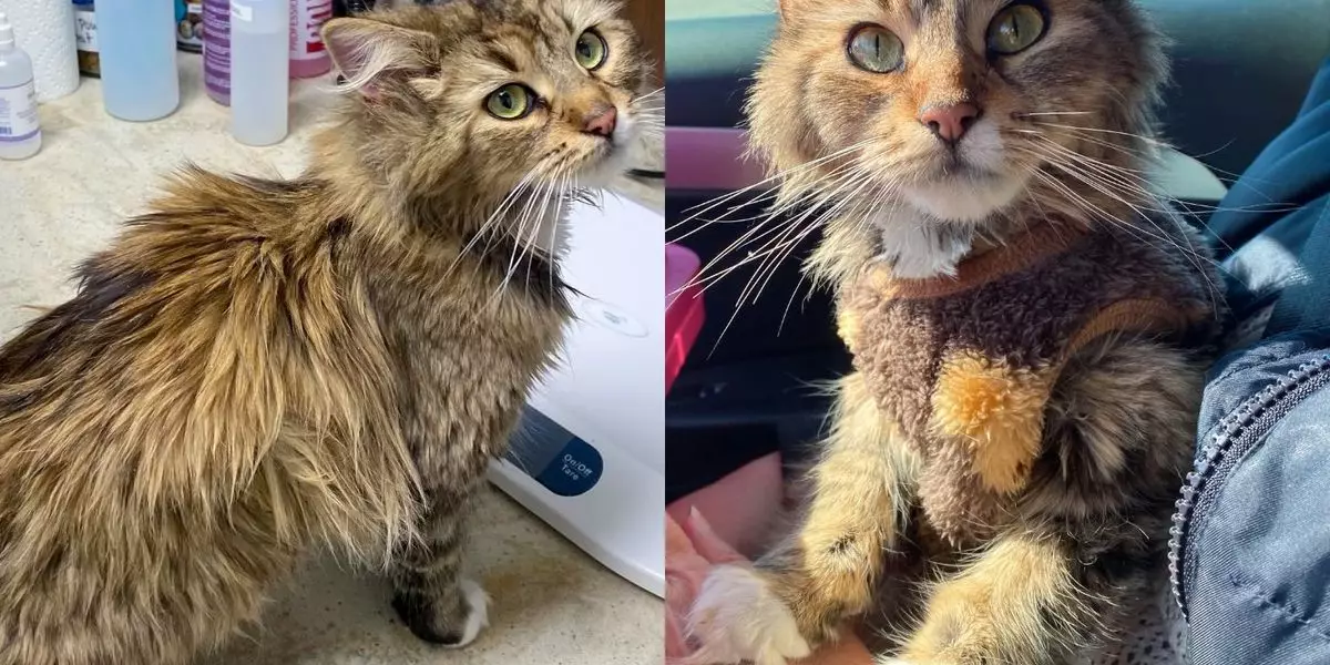 Transformative Rescue: The Journey of Nikicha the Cat