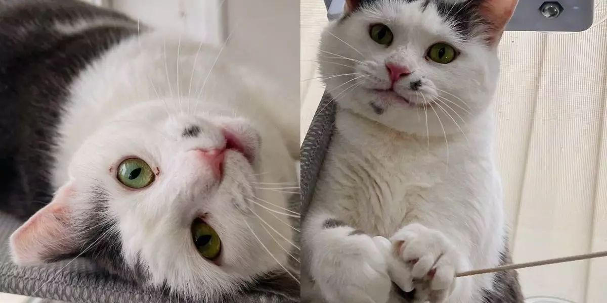 Heartwarming Journey of Dolly: The Resilient Rescue Cat