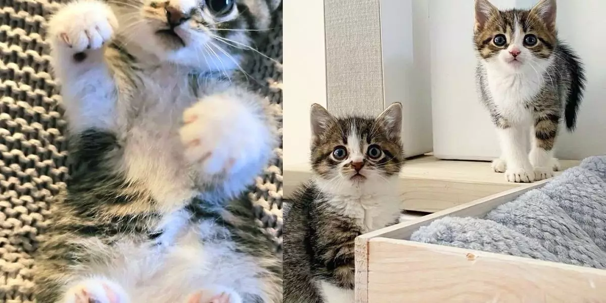 Heartwarming Rescue: Two Orphaned Kittens Forge Unbreakable Bond