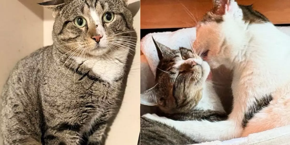 Transforming Fear into Trust: The Heartwarming Journey of a Rescued Cat