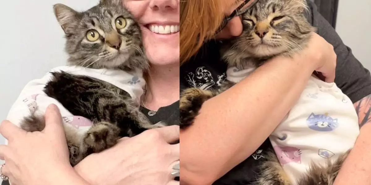 Resilience in Fur: The Inspiring Journey of Avni the Three-Legged Cat