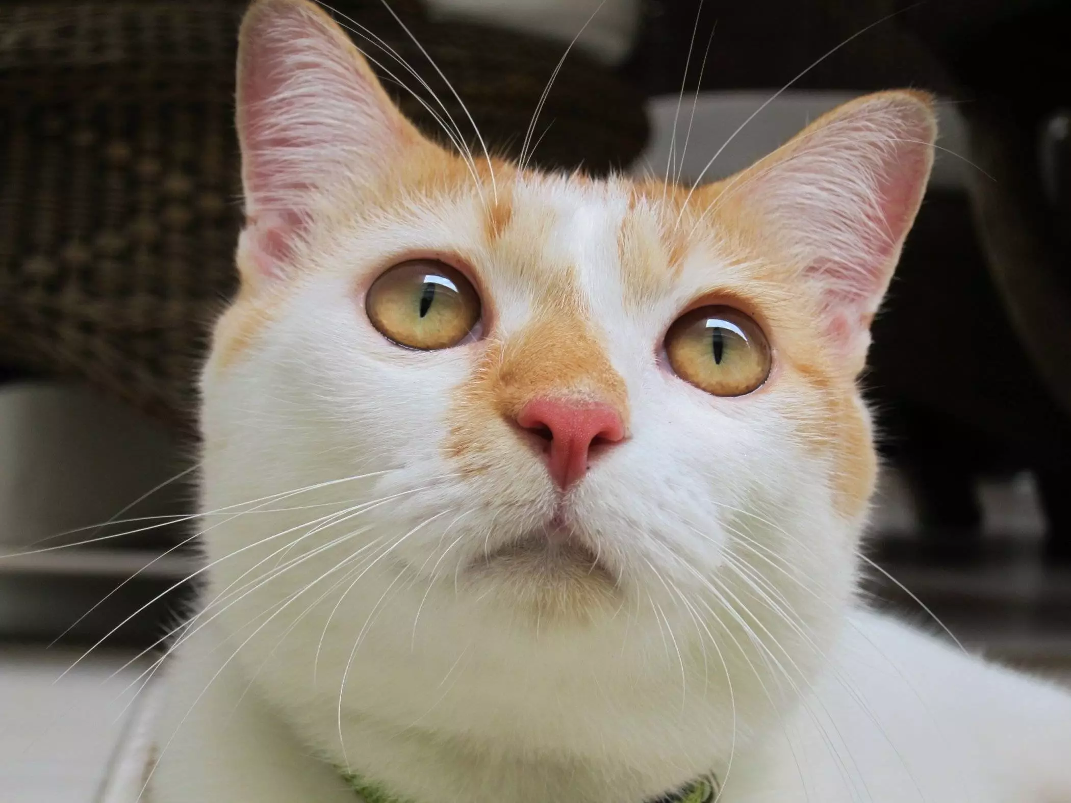 Transform Your Pet’s Life: Join the Movement Against Pet Obesity