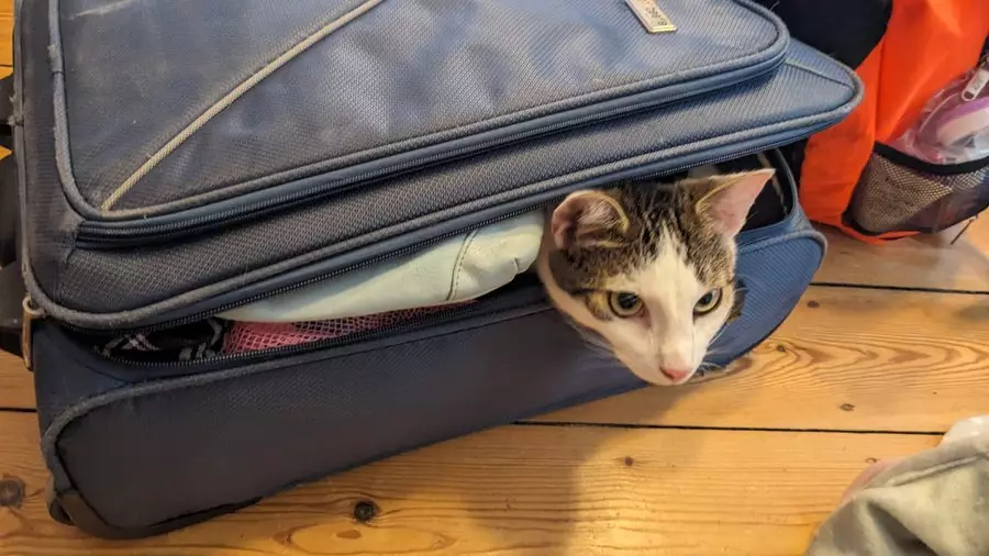 Unleashing Adventure: The Ultimate Guide to Pet-Friendly Travel Destinations