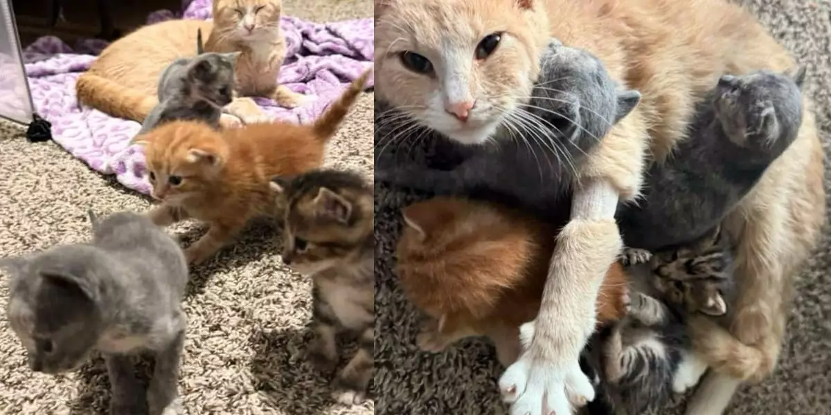 The Resilient Heart: How a Cat Found Hope in Motherhood Again