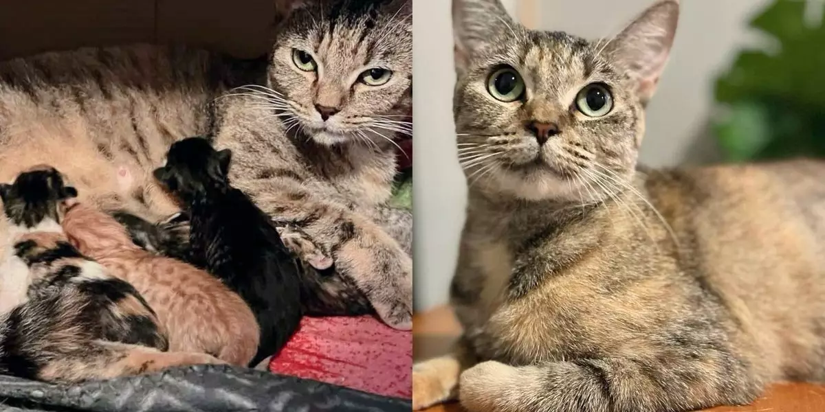 A Heartwarming Journey: The Bravery of a Mother Cat and Her Growing Family