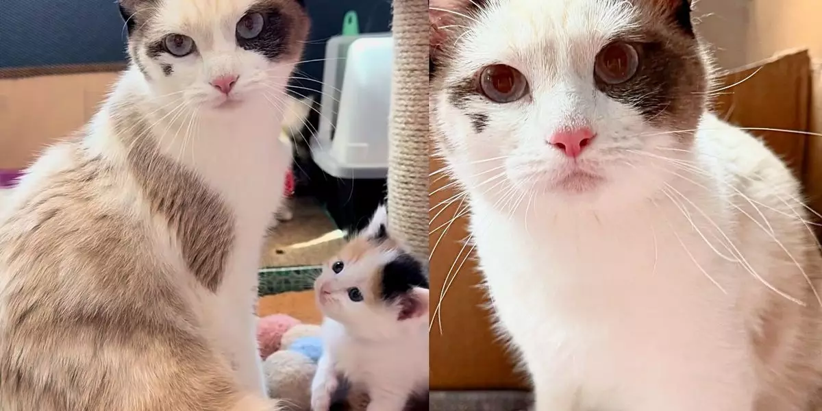 Transformative Rescue: The Inspiring Journey of Angel and Her Kittens