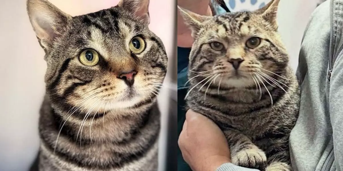 A Heartwarming Journey of a Community’s Unexpected Star: Hunter the Tabby