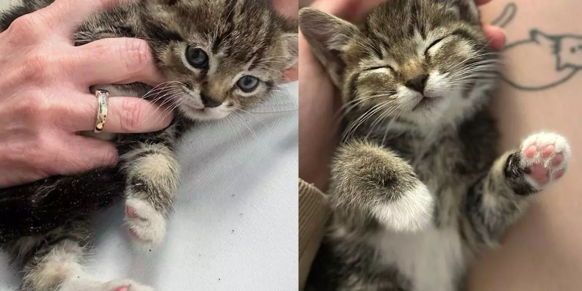 Penny’s Journey: From Stray to Star