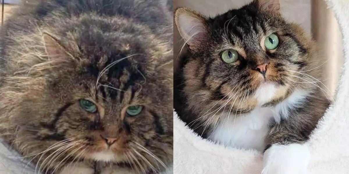 Transformative Tales: The Heartwarming Journey of a Former Stray Cat