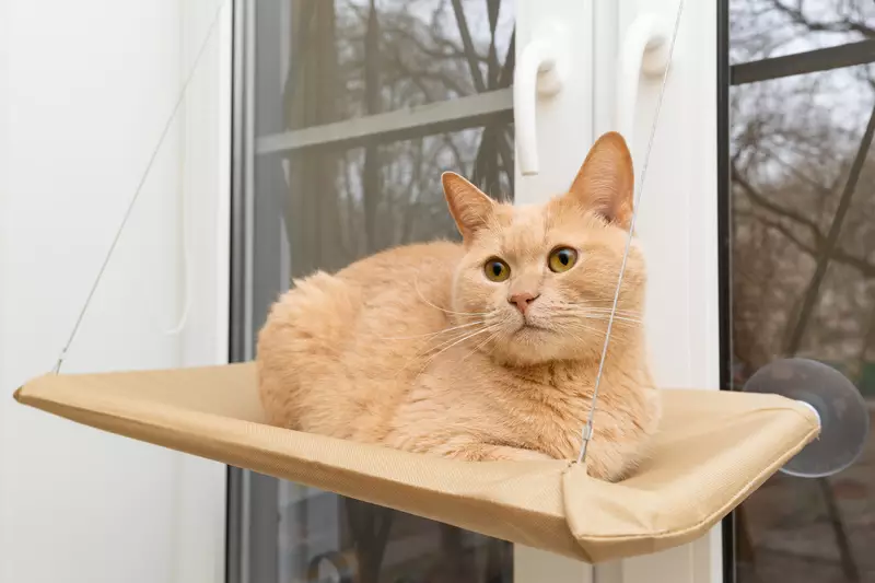 Unleash Your Creativity: Fun and Innovative DIY Projects for Your Beloved Pets