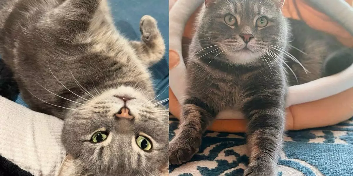 Embracing Change: The Heartwarming Journey of Mr. Rogers, the Community Cat