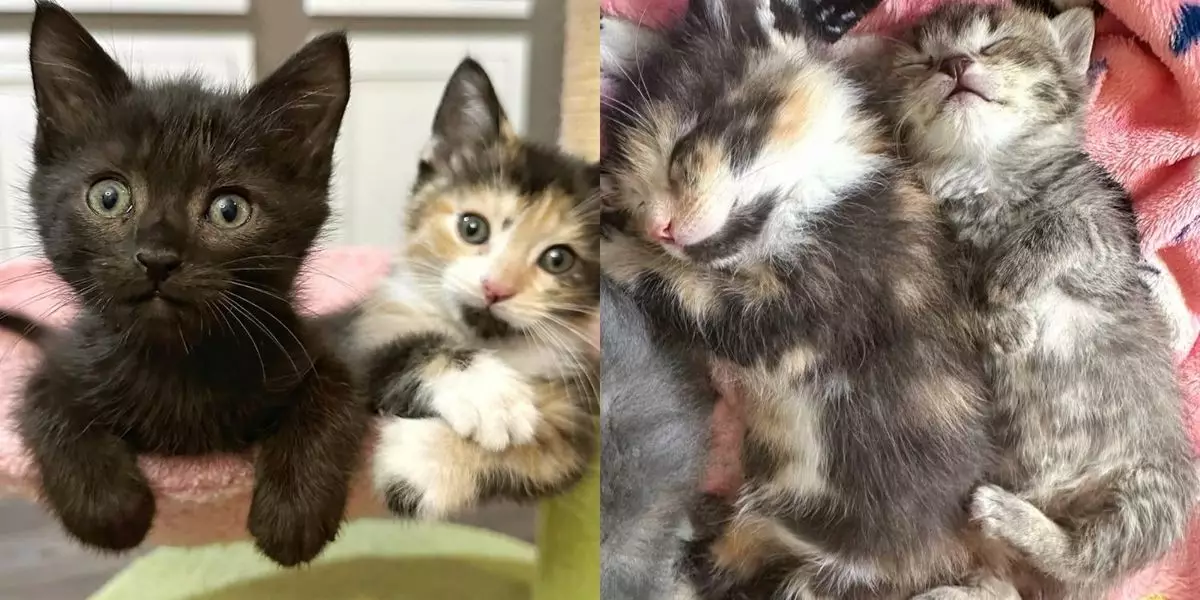 The Remarkable Rescue: A Journey of Love for Eight Abandoned Kittens