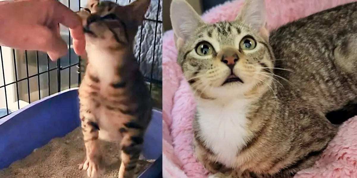 From Stray to Beloved: The Heartwarming Journey of Harold the Kitten