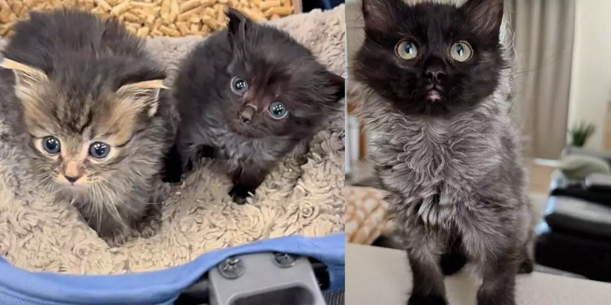 Heartwarming Triumph: The Unbreakable Bond of Two Rescued Kittens
