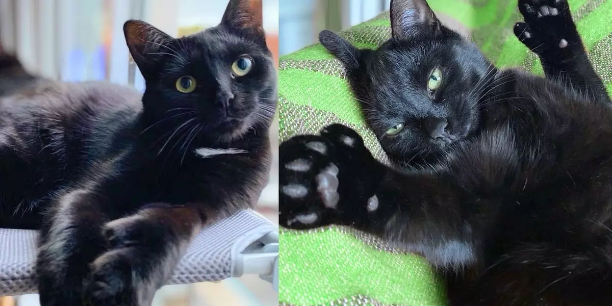 A Joyful Transformation: The Inspiring Journey of a Rescued Kitten