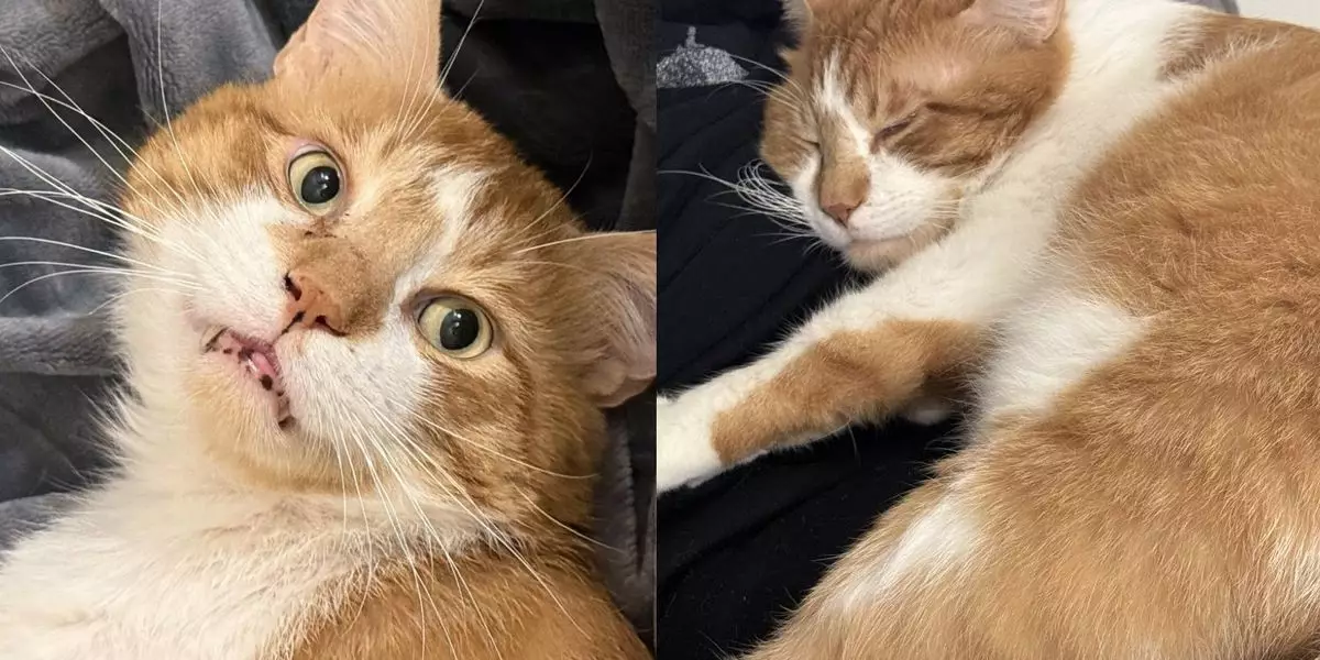 From Stray to Snuggler: The Heartwarming Transformation of Mango the Cat