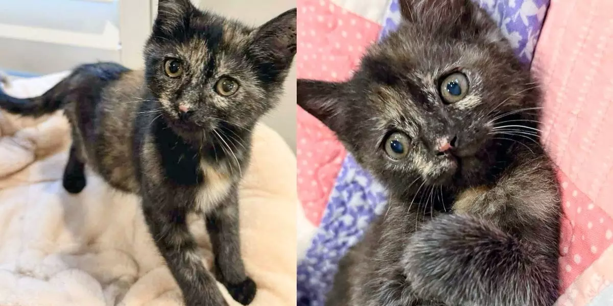 The Extraordinary Journey of Minty: A Tale of Uncommon Resilience and Joy